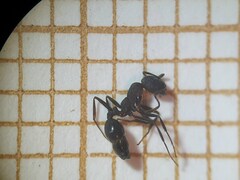 Monomorium salomonis