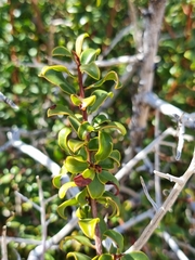 Diospyros ramulosa