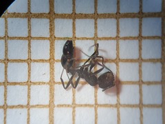 Monomorium salomonis