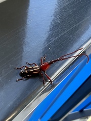 Ectocemus decemmaculatus