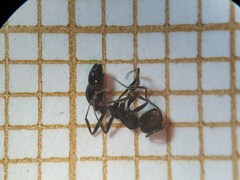 Monomorium salomonis