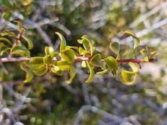 Diospyros ramulosa
