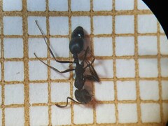 Monomorium salomonis