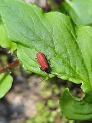 Pyropterus nigroruber