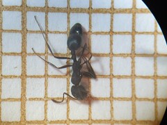 Monomorium salomonis