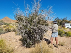 Diospyros ramulosa