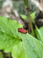 Pyropterus nigroruber