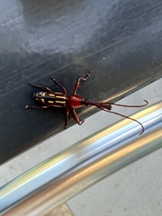 Ectocemus decemmaculatus