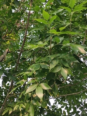 Fraxinus chinensis