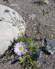 Aster altaicus