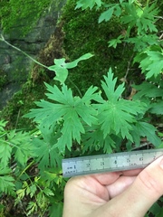 Aconitum noveboracense