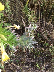 Oenothera parviflora
