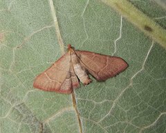 Hypsopygia incarnatalis
