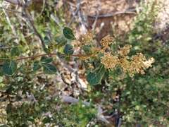 Searsia populifolia