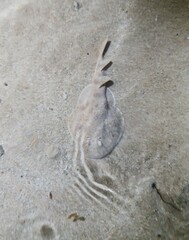 Narcinops westraliensis