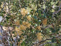 Searsia populifolia