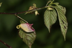 Impatiens arguta
