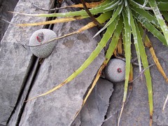 Epithelantha