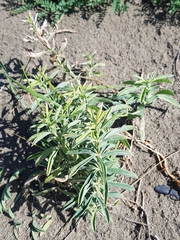 Thermopsis lanceolata
