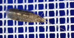 Ecnomus tenellus