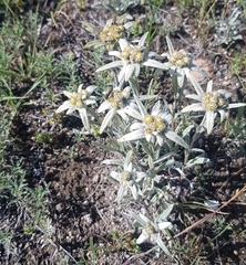 Leontopodium ochroleucum