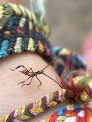 Leptoglossus occidentalis