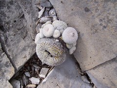 Epithelantha