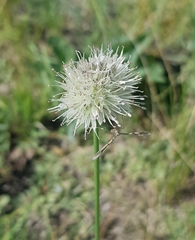 Allium leucocephalum