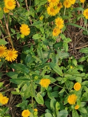 Inula japonica