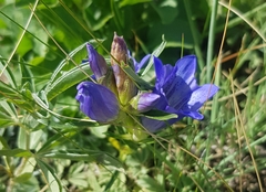 Gentiana decumbens