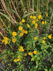 Inula japonica