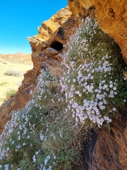 Jamesbrittenia ramosissima