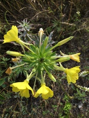 Oenothera parviflora