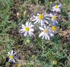 Aster altaicus