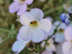 Jamesbrittenia ramosissima