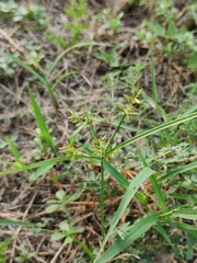 Cyperus microiria