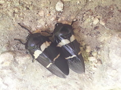 Ectemnonotum bivittatum