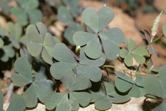 Oxalis corniculata