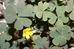Oxalis corniculata