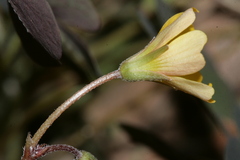 Oxalis corniculata