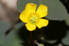 Oxalis corniculata