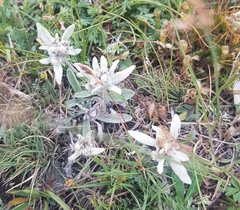 Leontopodium ochroleucum