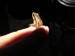 Leucostethus fraterdanieli