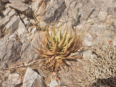 Aloe gariepensis