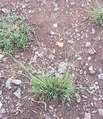 Cleistogenes squarrosa