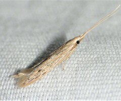 Coleophora quadruplex