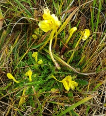 Pedicularis longiflora