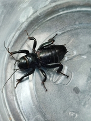Stenopelmatus minor