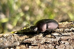 Canthon chalcites