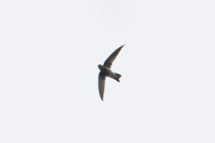 Aerodramus brevirostris